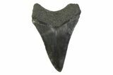 Serrated, Fossil Megalodon Tooth - South Carolina #341373-1